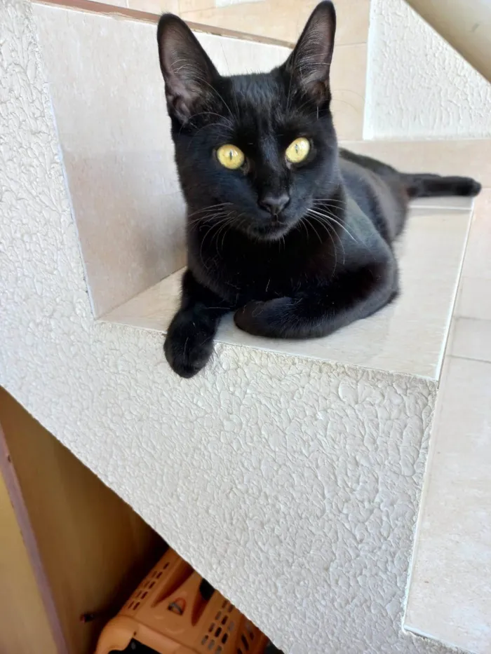 Gato ra a SRD-ViraLata idade 7 a 11 meses nome Pantera bb10meses 