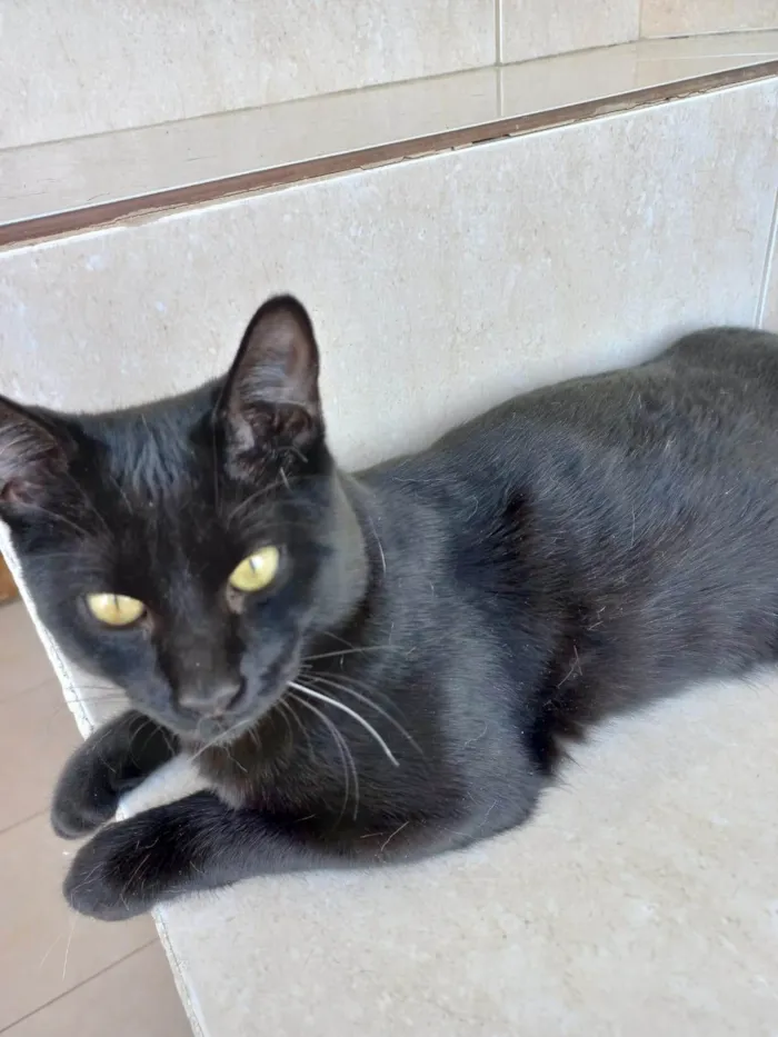 Gato ra a SRD-ViraLata idade 7 a 11 meses nome Pantera bb10meses 