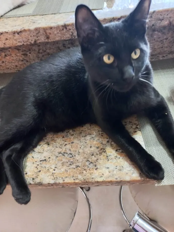 Gato ra a SRD-ViraLata idade 7 a 11 meses nome Pantera bb10meses 