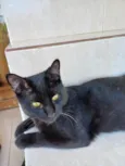 Pantera bb10meses 