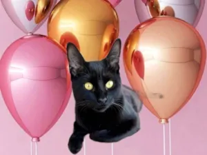 Gato raça SRD-ViraLata idade 7 a 11 meses nome Pantera bb10meses 