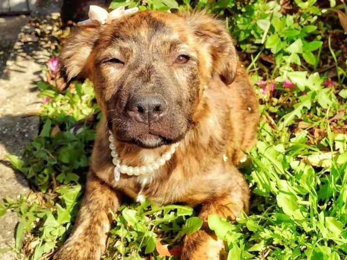 Cachorro ra a SRD-ViraLata idade 2 a 6 meses nome Tina Turner