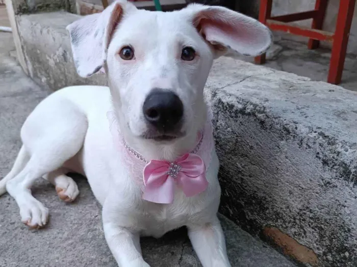 Cachorro ra a SRD-ViraLata idade 2 a 6 meses nome Britany