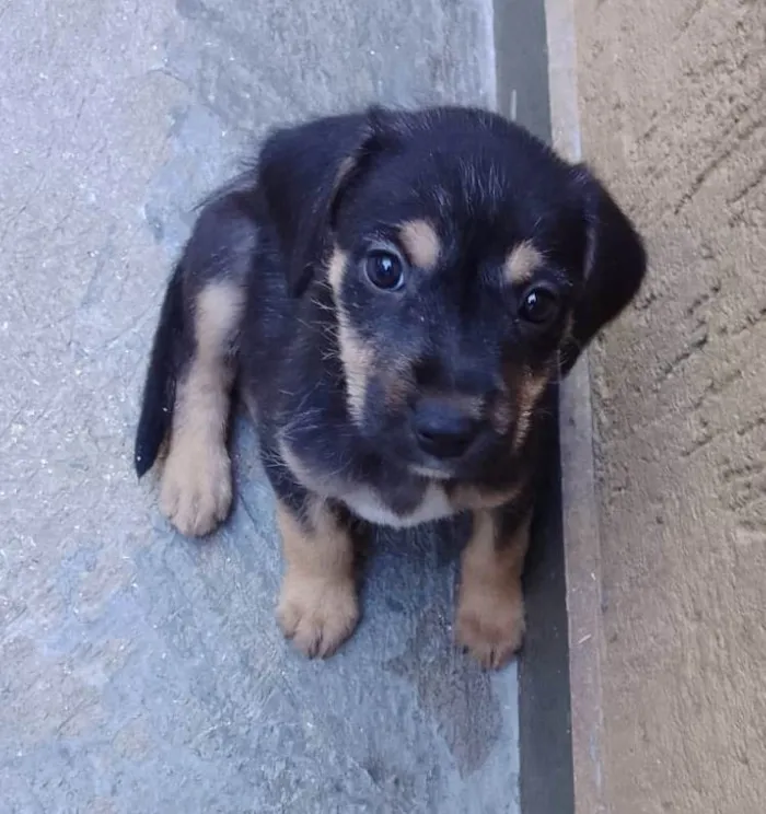Cachorro ra a Srd idade Abaixo de 2 meses nome Cacau