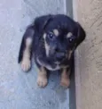 Cacau