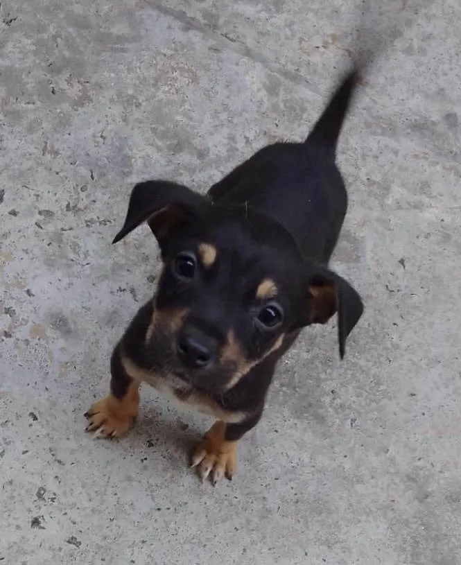 Cachorro ra a SRD-ViraLata idade Abaixo de 2 meses nome Nico