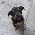 Zequinha