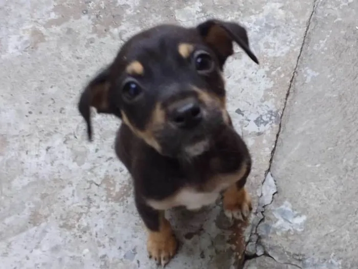 Cachorro ra a SRD-ViraLata idade Abaixo de 2 meses nome Zequinha
