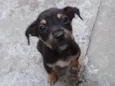 Zequinha