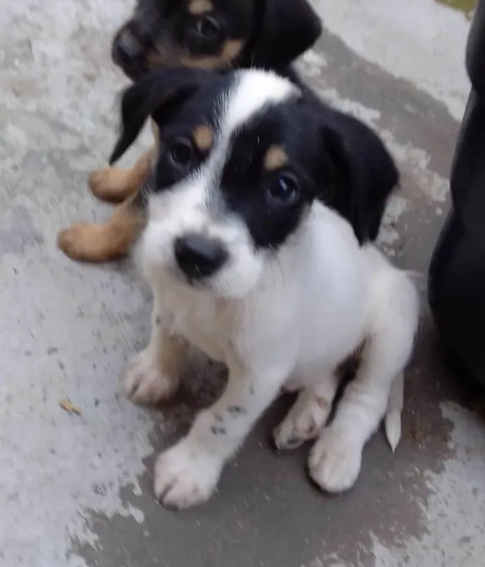 Cachorro ra a SRD-ViraLata idade Abaixo de 2 meses nome Rafinha