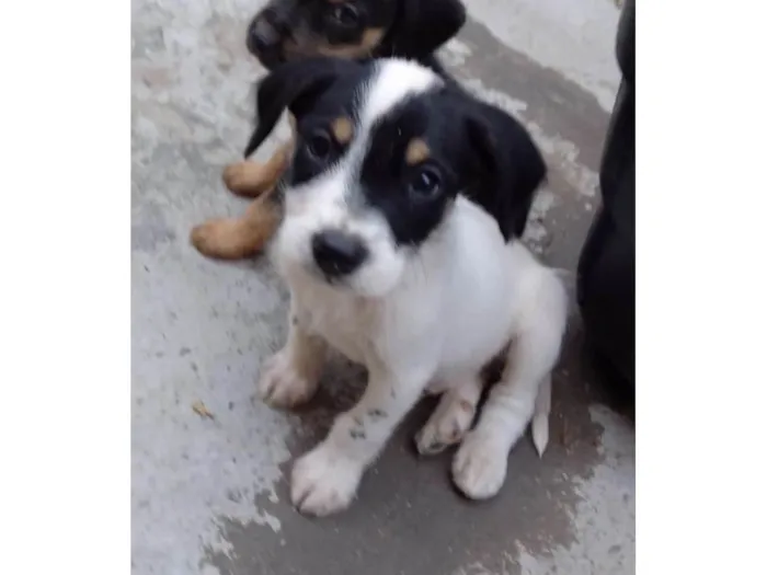 Cachorro ra a SRD-ViraLata idade Abaixo de 2 meses nome Rafinha