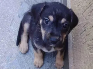 Cachorro raça Srd idade Abaixo de 2 meses nome Cacau