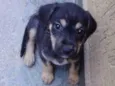 Cacau