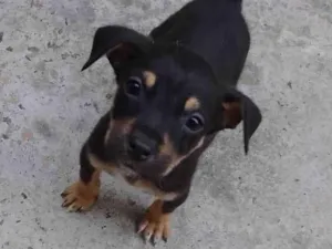 Cachorro raça SRD-ViraLata idade Abaixo de 2 meses nome Nico