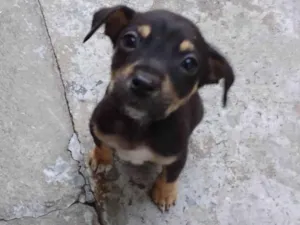 Cachorro raça SRD-ViraLata idade Abaixo de 2 meses nome Zequinha