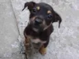 Zequinha