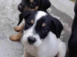 Cachorro raça SRD-ViraLata idade Abaixo de 2 meses nome Rafinha