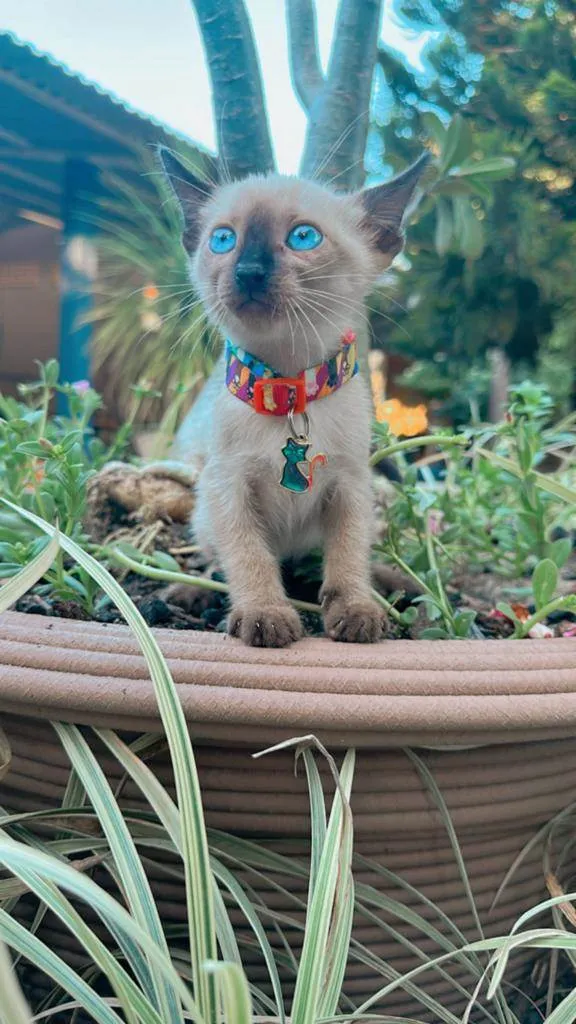 Gato ra a Siamesa  idade 2 a 6 meses nome Sia