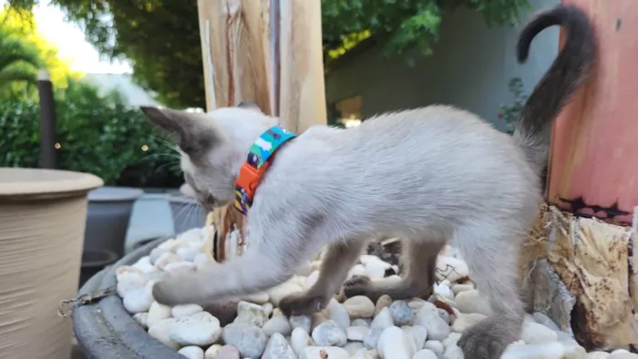 Gato ra a Siamesa  idade 2 a 6 meses nome Sia