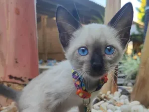 Gato raça Siamesa  idade 2 a 6 meses nome Sia