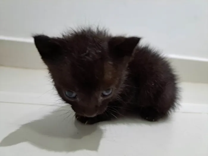 Gato ra a  idade Abaixo de 2 meses nome Sem nome