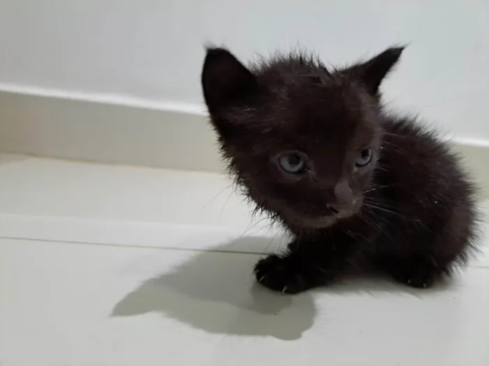 Gato ra a  idade Abaixo de 2 meses nome Sem nome