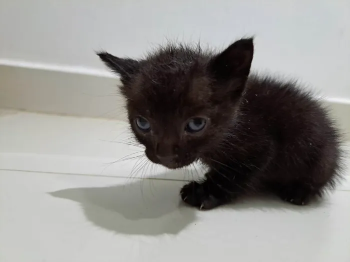 Gato ra a  idade Abaixo de 2 meses nome Sem nome