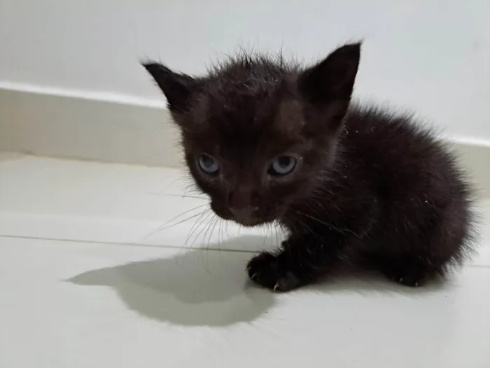 Gato ra a  idade Abaixo de 2 meses nome Sem nome