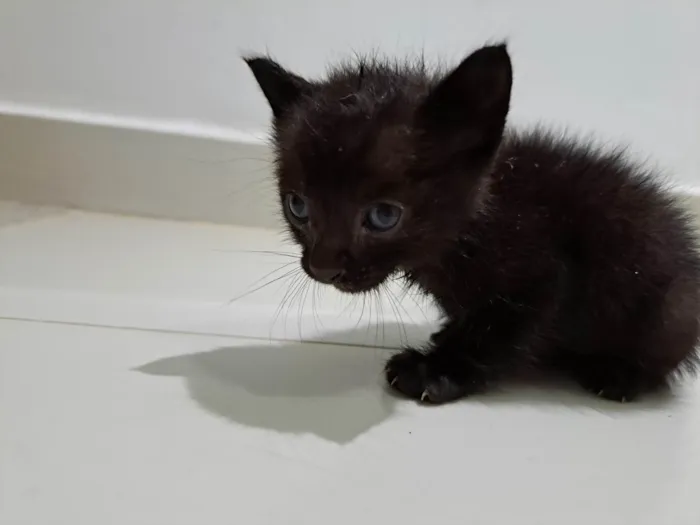 Gato ra a  idade Abaixo de 2 meses nome Sem nome