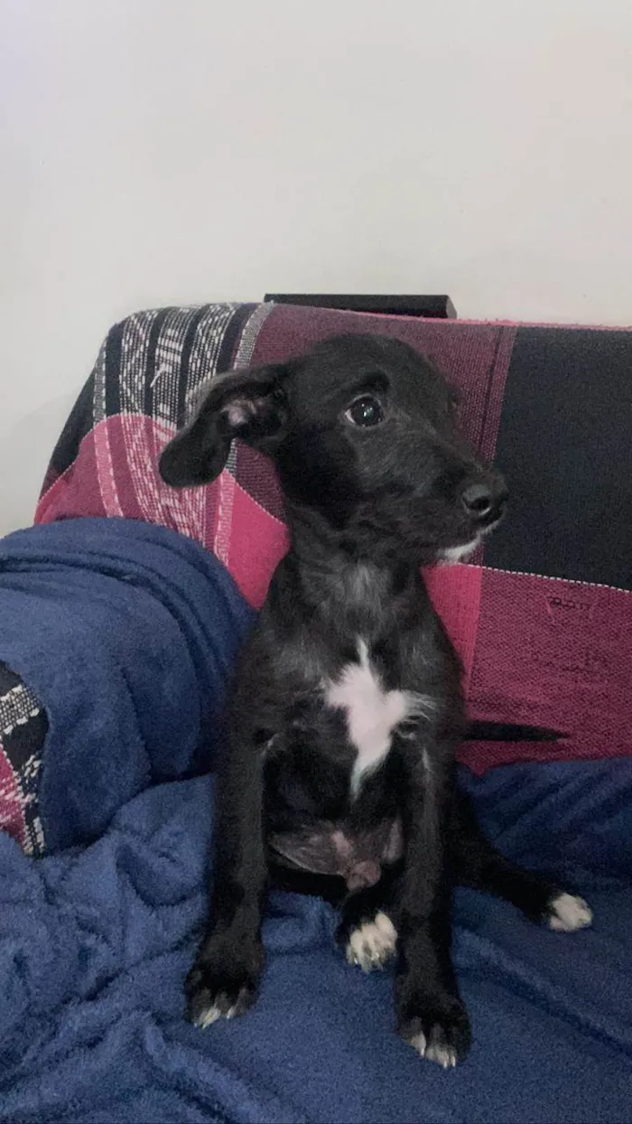 Cachorro ra a  idade 2 a 6 meses nome Bento