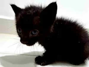 Gato raça  idade Abaixo de 2 meses nome Sem nome