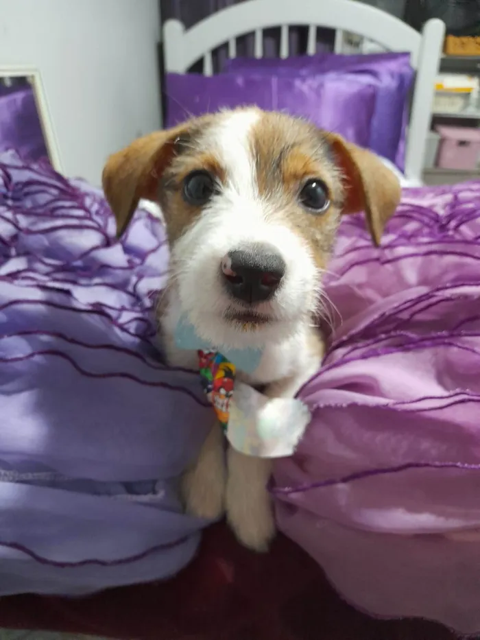 Cachorro ra a SRD-ViraLata idade 2 a 6 meses nome Ragnar