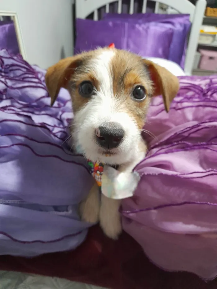Cachorro ra a SRD-ViraLata idade 2 a 6 meses nome Ragnar