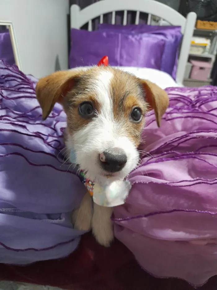 Cachorro ra a SRD-ViraLata idade 2 a 6 meses nome Ragnar