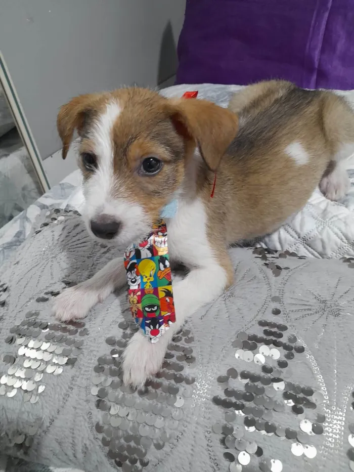 Cachorro ra a SRD-ViraLata idade 2 a 6 meses nome Ragnar
