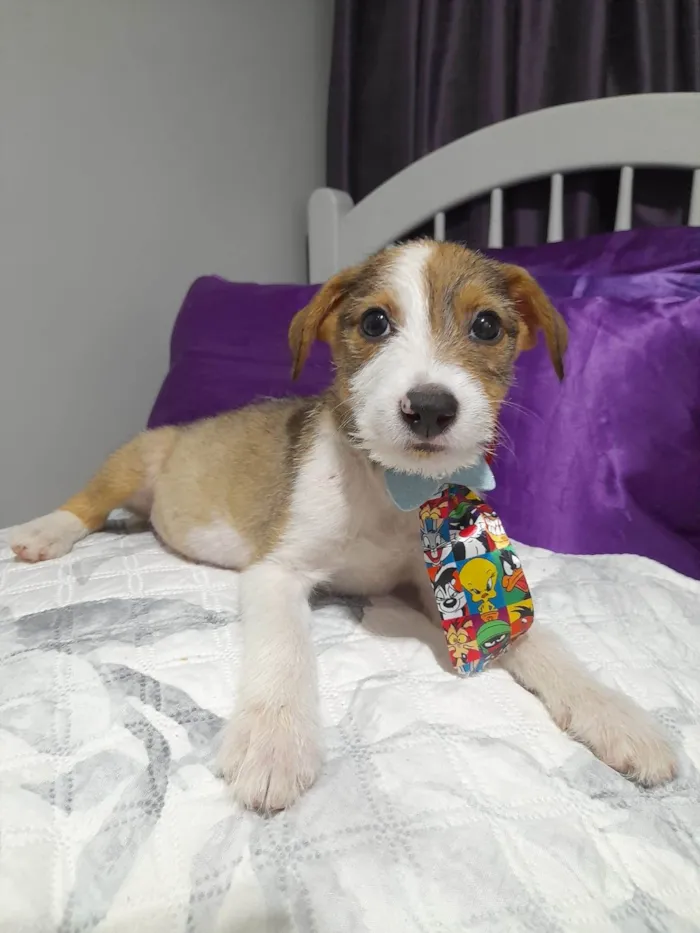 Cachorro ra a SRD-ViraLata idade 2 a 6 meses nome Ragnar