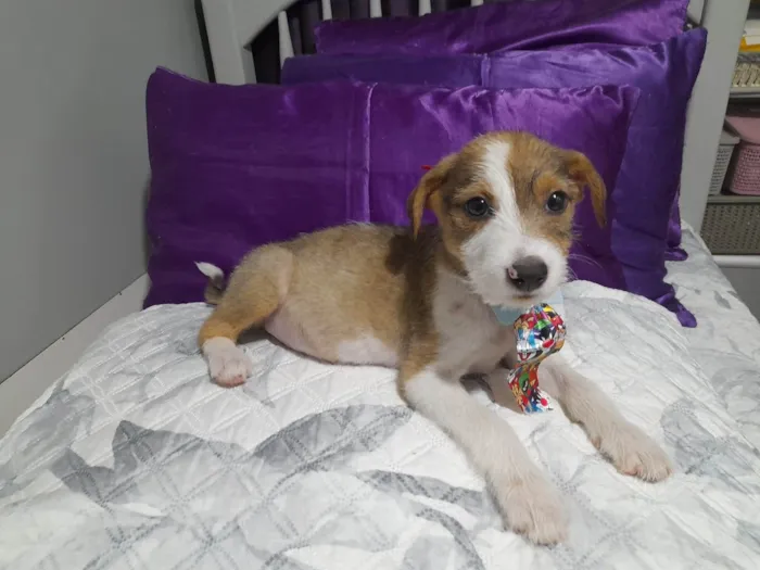 Cachorro ra a SRD-ViraLata idade 2 a 6 meses nome Ragnar