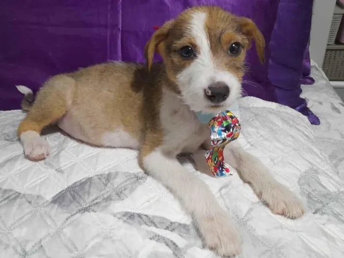 Cachorro ra a SRD-ViraLata idade 2 a 6 meses nome Ragnar