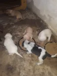 Bebês 