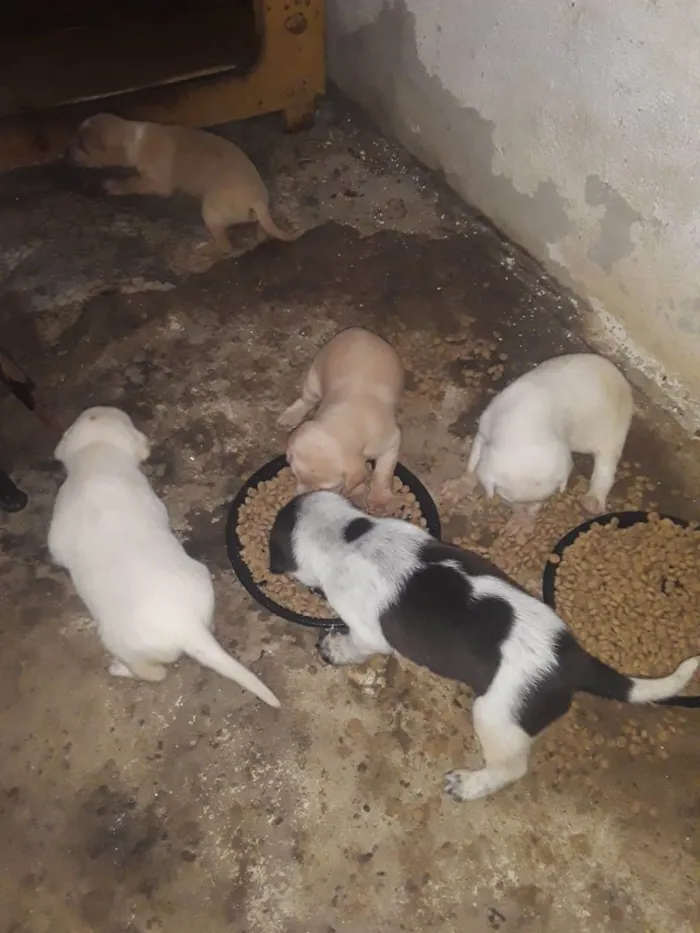 Cachorro ra a SRD idade 2 a 6 meses nome Bebês 