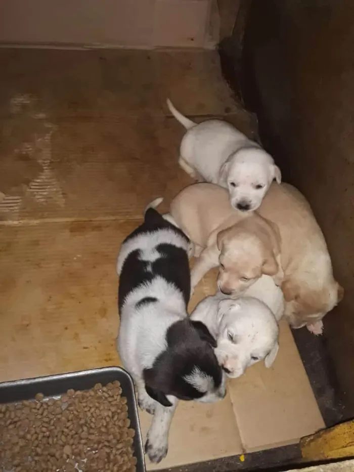 Cachorro ra a SRD idade 2 a 6 meses nome Bebês 