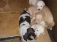 Bebês 