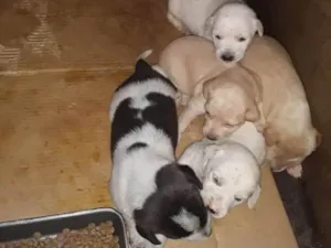 Cachorro raça SRD idade 2 a 6 meses nome Bebês 