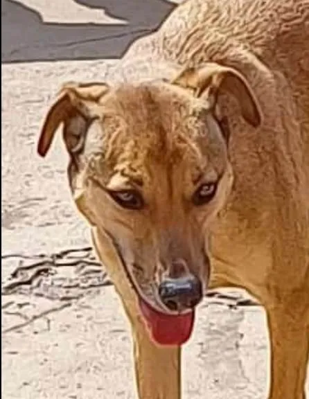 Cachorro ra a SRD-ViraLata idade 5 anos nome Luck Fofo