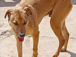 Cachorro raça SRD-ViraLata idade 5 anos nome Luck Fofo