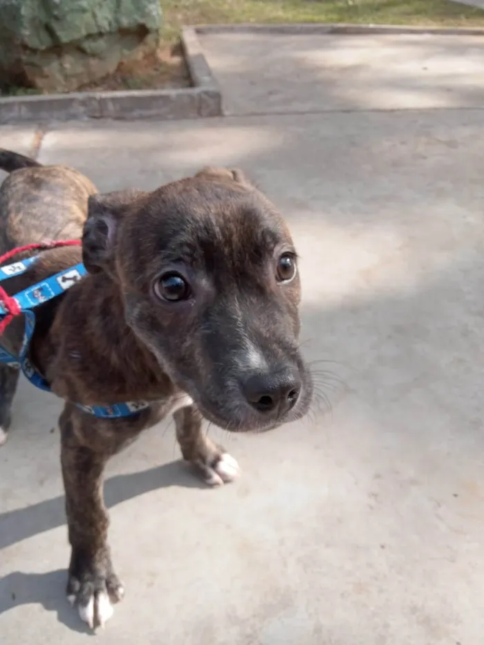 Cachorro ra a SRD-ViraLata idade 1 ano nome Atreus