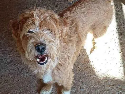 Cachorro ra a SRD-ViraLata idade 2 anos nome Luppe Lindão