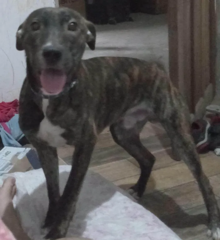 Cachorro ra a SRD-ViraLata idade 1 ano nome Atreus