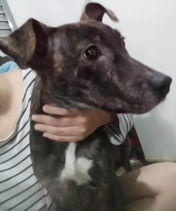 Cachorro ra a SRD-ViraLata idade 1 ano nome Atreus