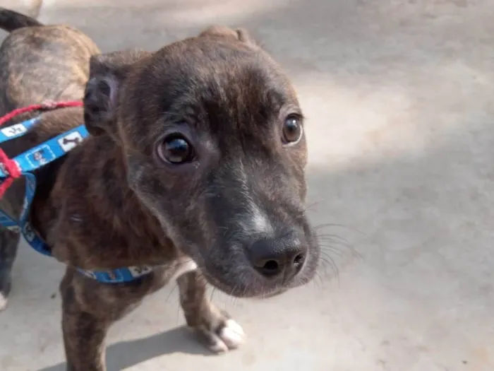 Cachorro ra a SRD-ViraLata idade 1 ano nome Atreus